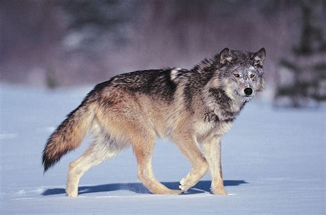 Timber wolf. .